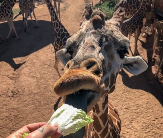 Feed The Giraffes