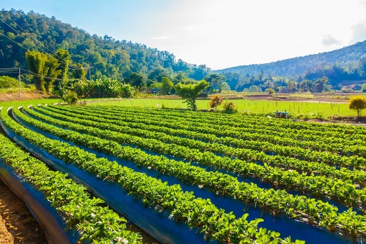 Agroforestry