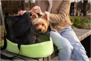6- Benefits of Dog Boarding